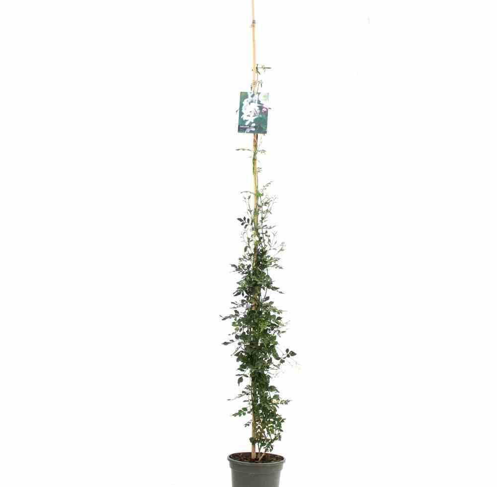 0 - Jasminum officinale Pot de 25L - 200-225cm - Image 2