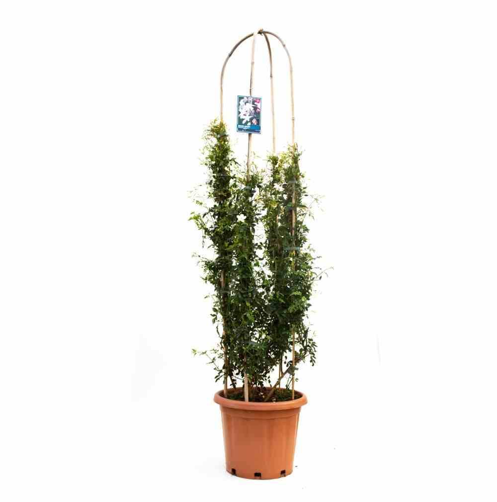 0 - Jasminum officinale Pot de 25L - 200-225cm - Image 3