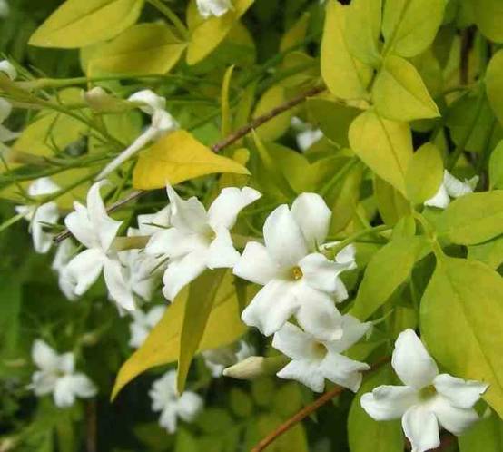0 - Jasminum officinale Pot de 25L - 200-225cm - Image 1