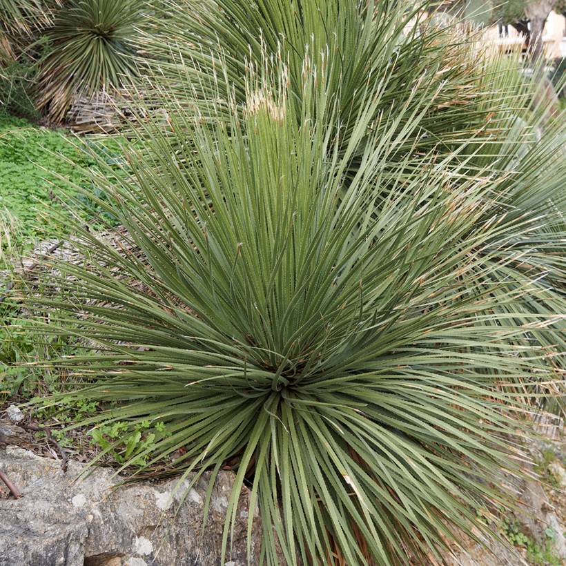 Promesse de Fleurs - Dasylirion glaucophyllum Pot de 7,5L/10L - Image 1