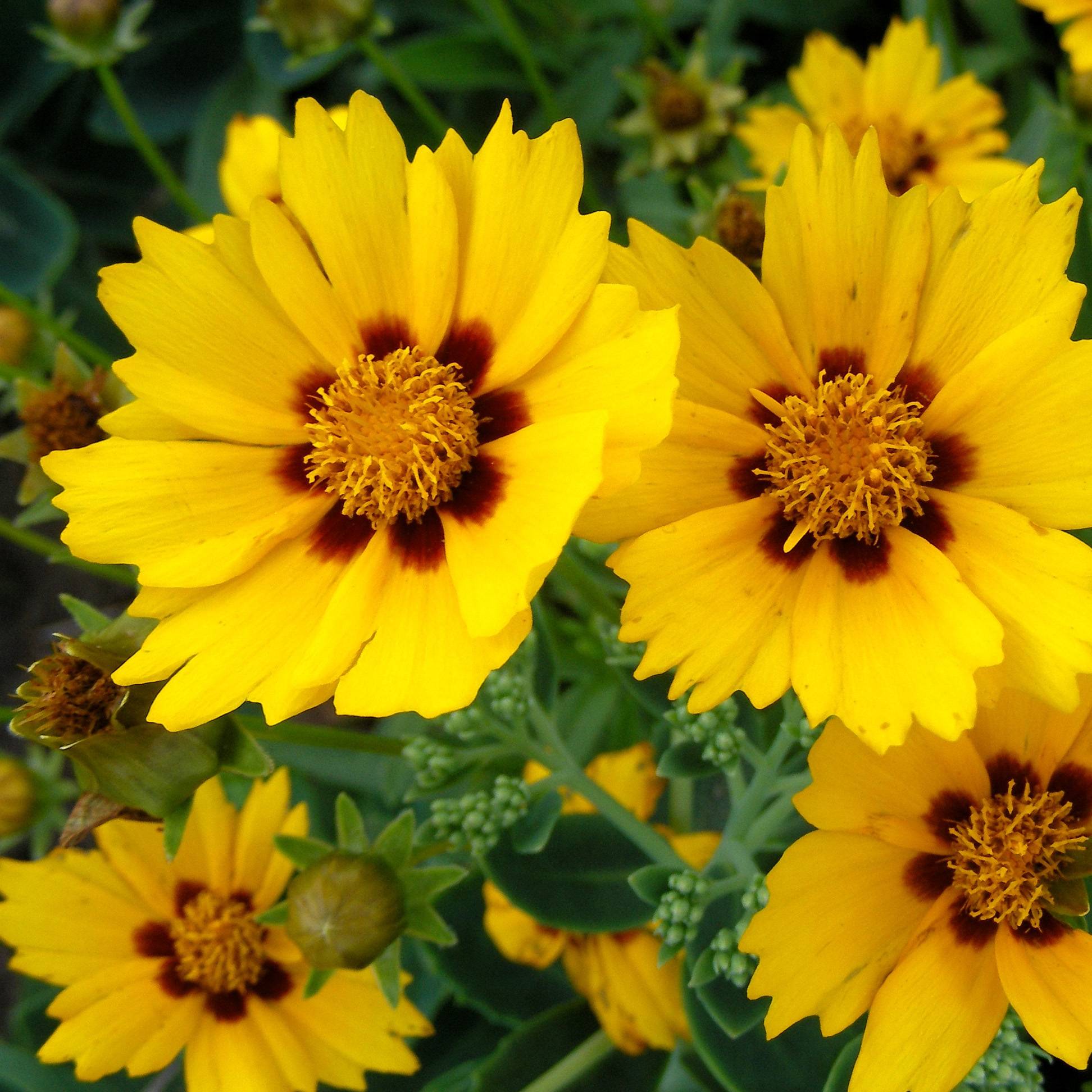 Coreopsis grandiflora Sonnenkind Pot de 2L/3L