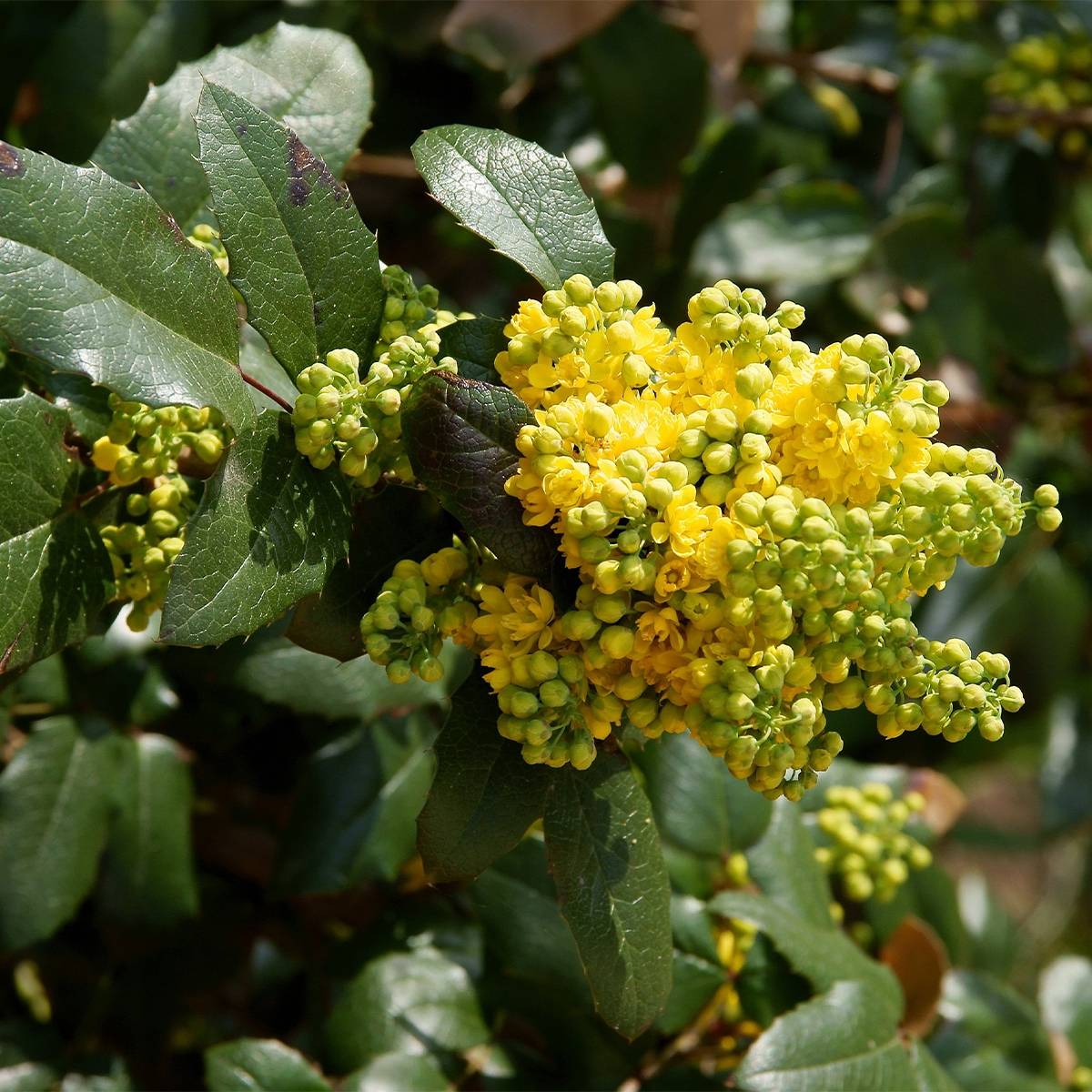 Promesse de Fleurs - Mahonia (x) wagneri Pinnacle Pot de 4L/5L