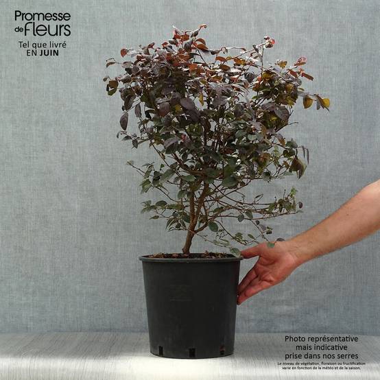 Promesse de Fleurs - Loropetalum chinense Fire dance Pot de 7,5L/10L - Image 2