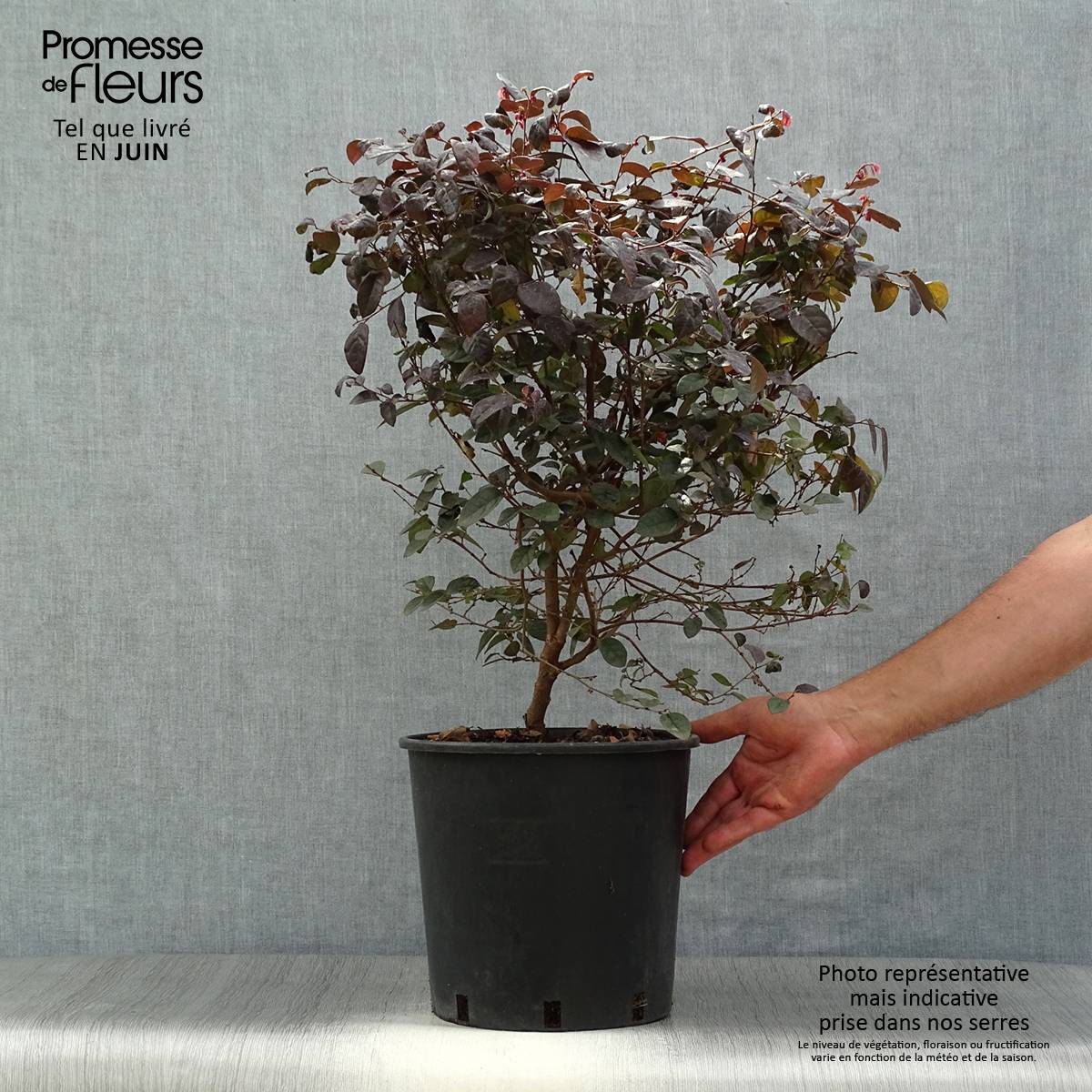 Promesse de Fleurs - Loropetalum chinense Fire dance Pot de 7,5L/10L - Image 2