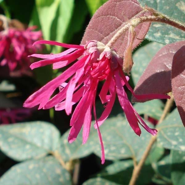 Promesse de Fleurs - Loropetalum chinense Fire dance Pot de 7,5L/10L