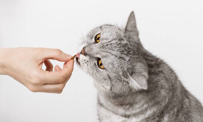 Friandises Moush chat pelage et peau 70g (X3) - Tomojo - Image 3