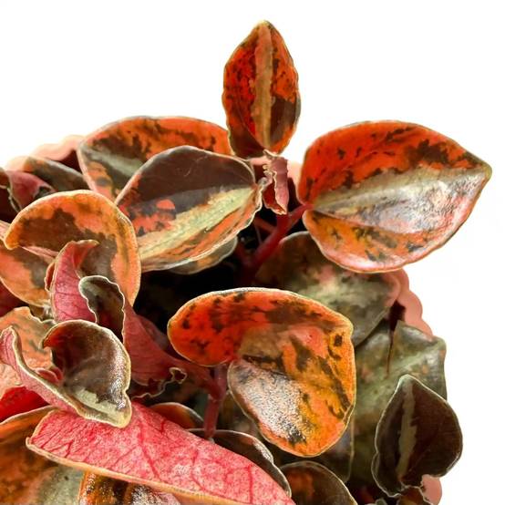 Peperomia 'Crème Brûlée' - Pot de 7cm - Plantes d'intérieur - Image 3
