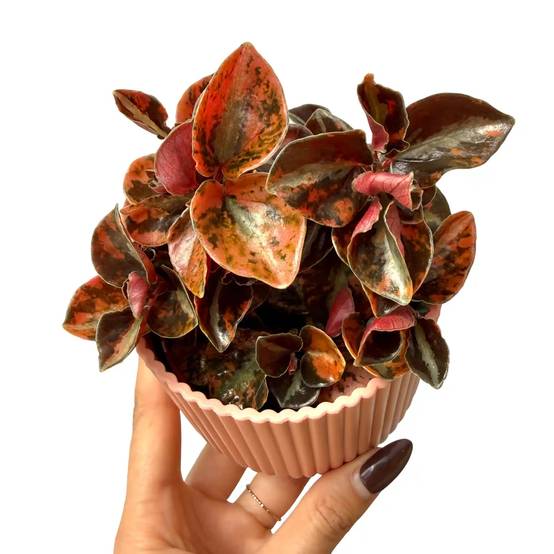 Peperomia 'Crème Brûlée' - Pot de 7cm - Plantes d'intérieur - Image 2