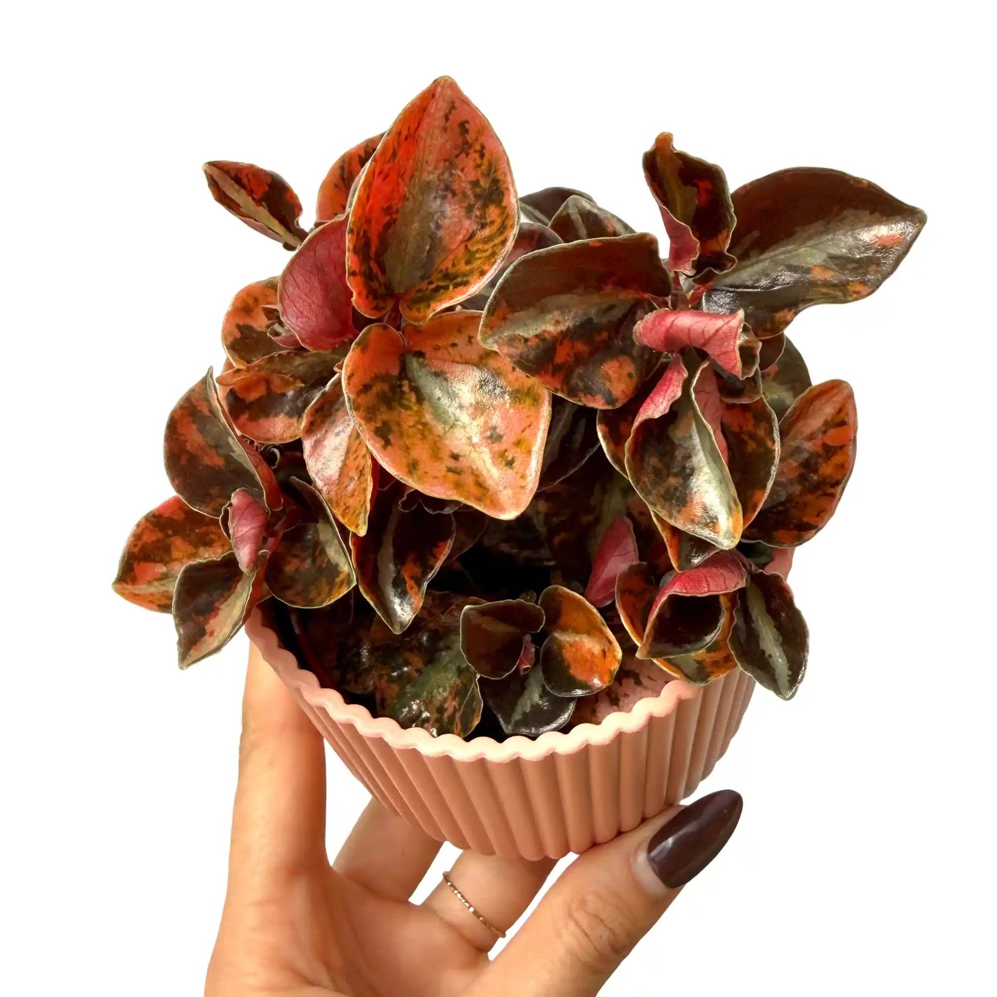 Peperomia 'Crème Brûlée' - Pot de 7cm - Plantes d'intérieur - Image 2