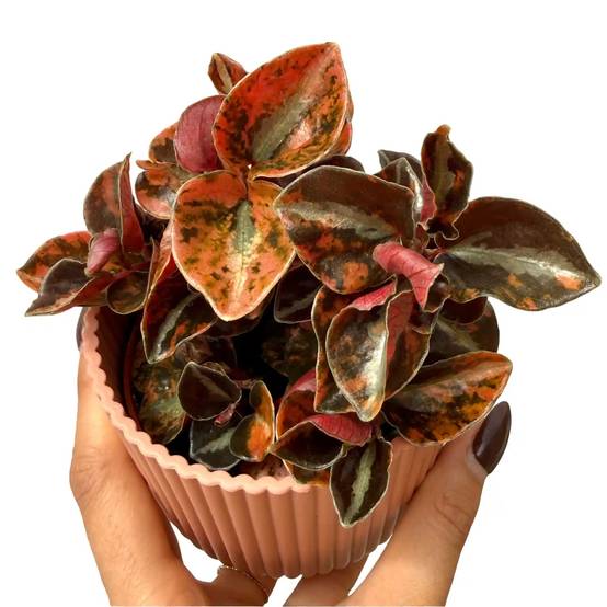 Peperomia 'Crème Brûlée' - Pot de 7cm - Plantes d'intérieur - Image 1