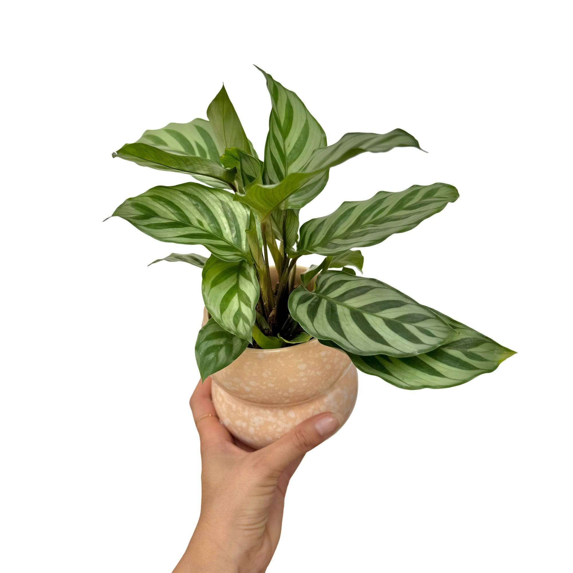 Calathea Freddie - Plantes d'intérieur - Image 3