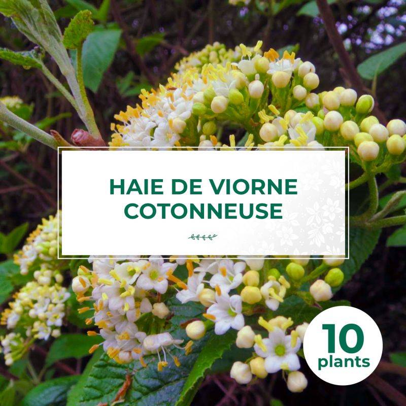 10 Viorne Cotonneuse (Viburnum Lantana) - Haie de Viorne Cotonneuse - - Pépinières Naudet - Image 1