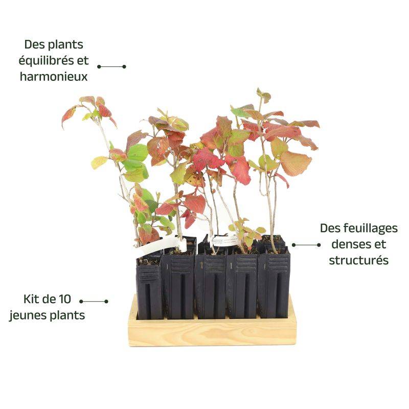 10 Viorne Cotonneuse (Viburnum Lantana) - Haie de Viorne Cotonneuse - - Pépinières Naudet - Image 4