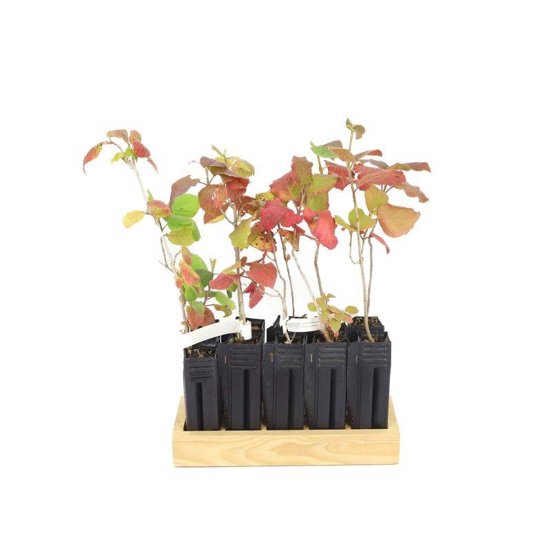 10 Viorne Cotonneuse (Viburnum Lantana) - Haie de Viorne Cotonneuse - - Pépinières Naudet - Image 3