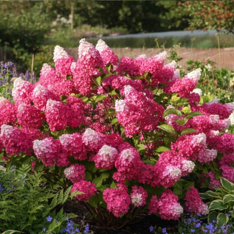 Hortensia paniculata Fraise Melba® 'Renba', Hydrangea paniculata à fleurs Blanche - feuillage Caduc - Pot de 3L - 20/40 cm- hauteur à maturité De 1,0 - Image 3