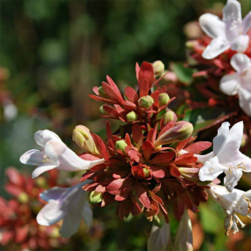 Abelia grandiflora Prostrata Pot de 2L/3L - Image 1