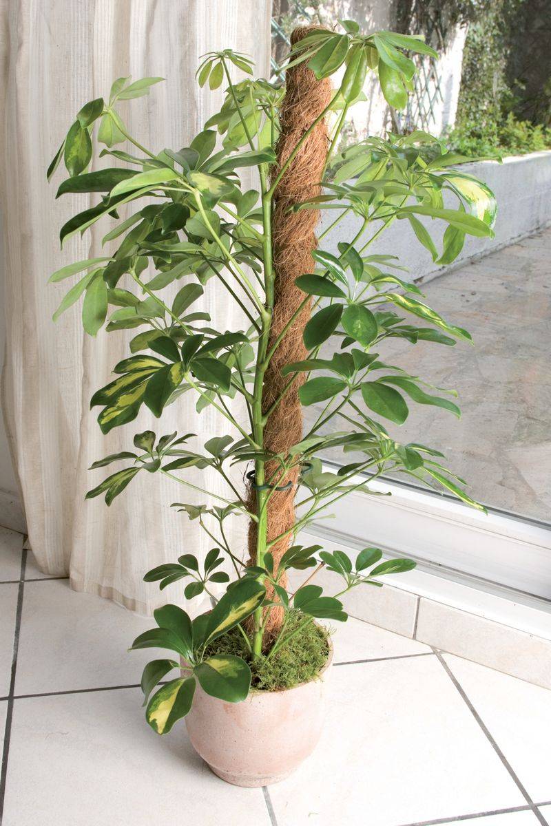 Nortène - Tuteur "Coco" pour plantes grimpantes -  H 1,20 m Nortene - Image 2