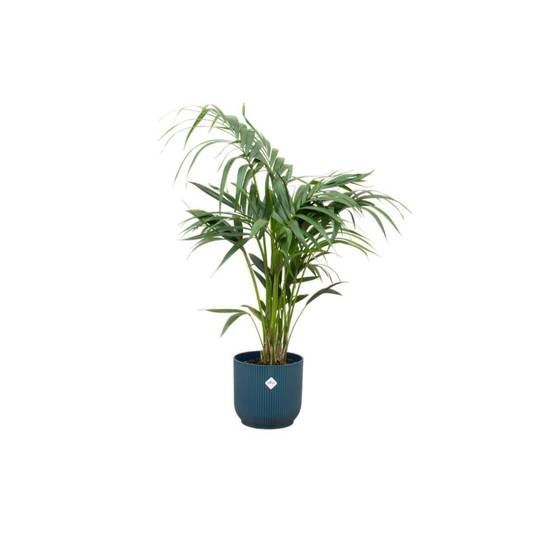 Palmier Kentia 130cm et son pot- La Green Touch Bleu - Hauteur 130cm