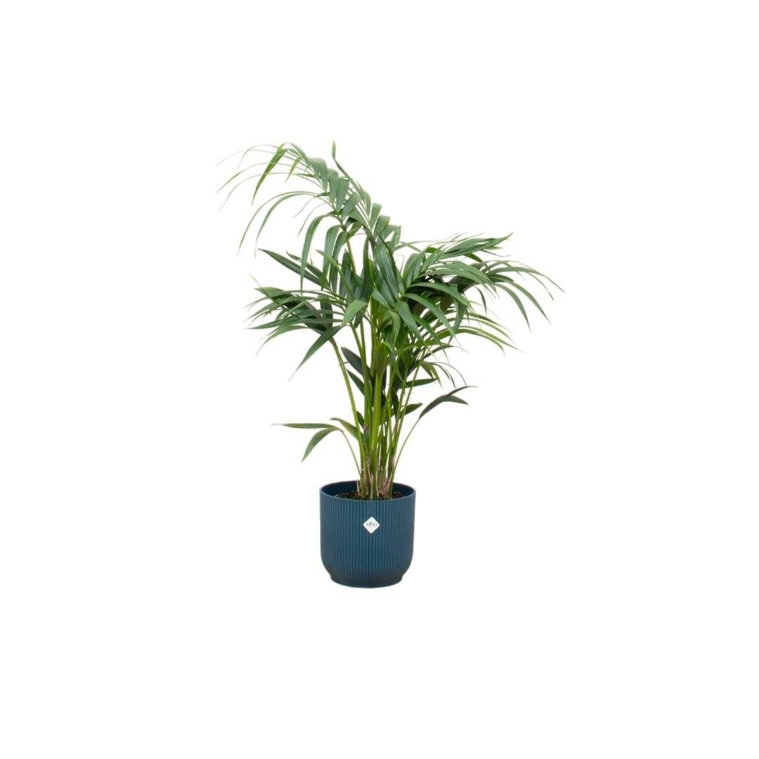 Palmier Kentia 130cm et son pot- La Green Touch Bleu - Hauteur 130cm