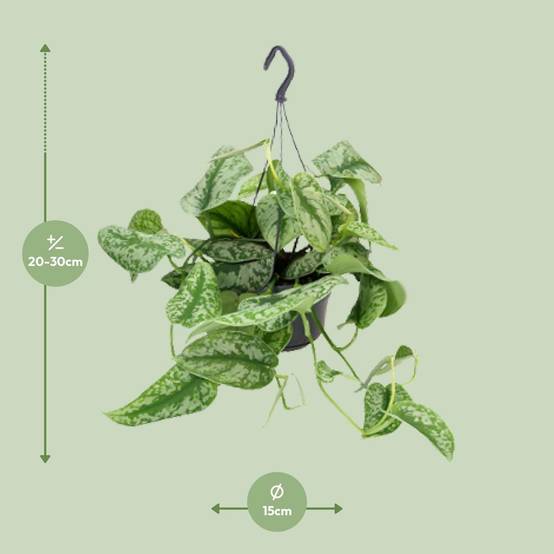 La Green Touch - Scindapsus Trebie silver 25cm - Plante d'intérieur- La Green Touch - Image 2