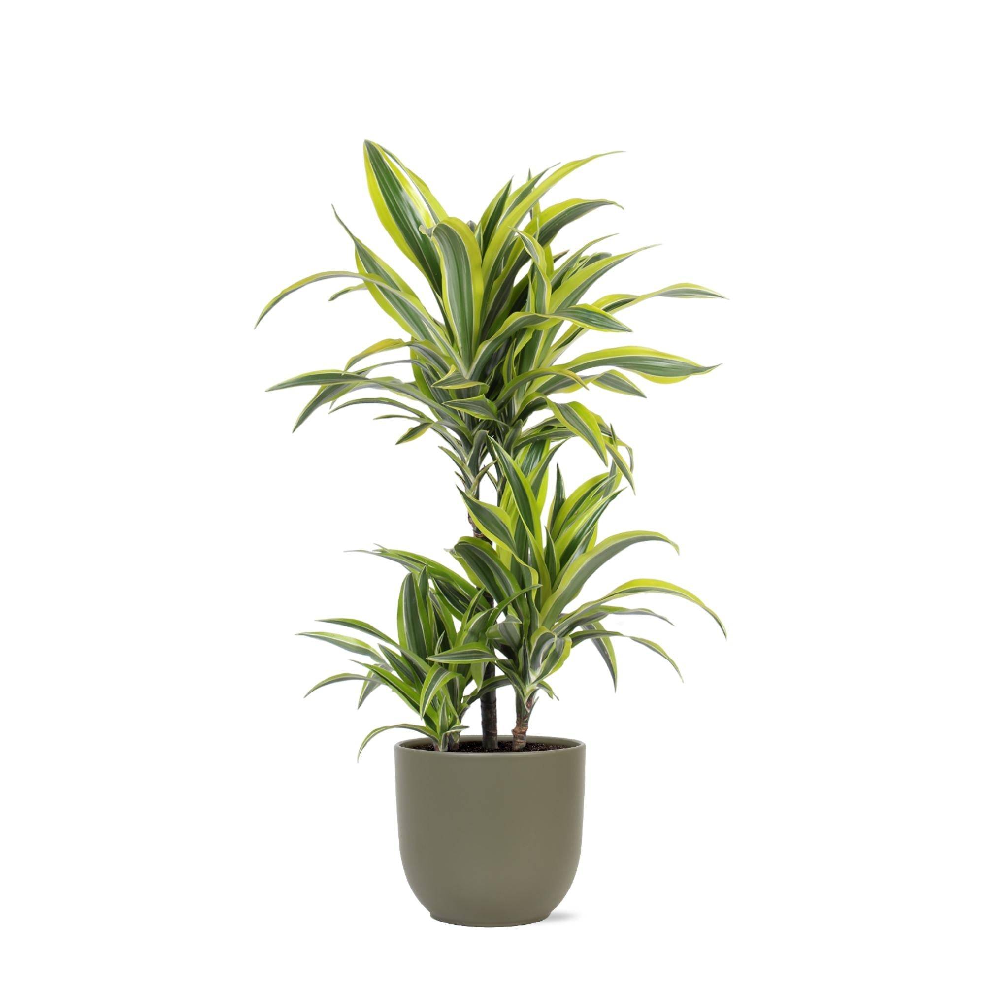 La Green Touch - Dracaena Lemon Lime et son pot- La Green Touch Olive - Hauteur 65cm