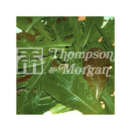 Salades à couper Lettuce Leaves Crunchy Blend - Mesclun le sachet de 1000 graines environ