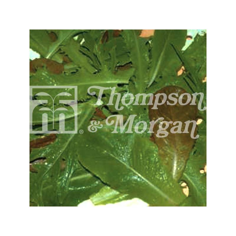 Salades à couper Lettuce Leaves Crunchy Blend - Mesclun le sachet de 1000 graines environ