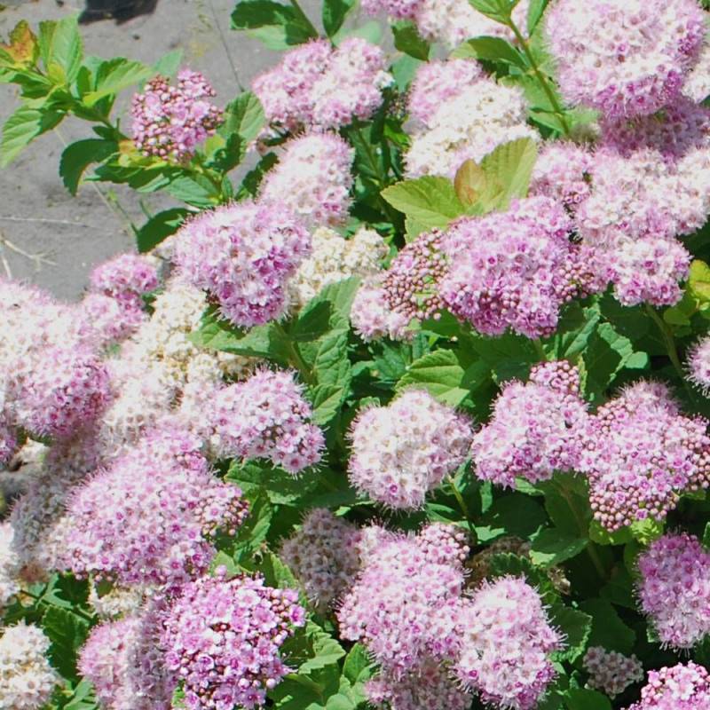 Spirée à feuilles de bouleau Pink Sparkler® 'COURISPI01', Spiraea à fleurs Rose - feuillage Caduc - Godet - 5/20 cm-  hauteur à maturité De 0,50 m à 1 - Image 3