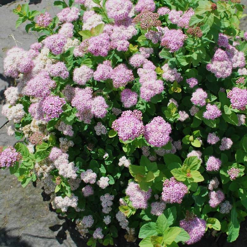 Spirée à feuilles de bouleau Pink Sparkler® 'COURISPI01', Spiraea à fleurs Rose - feuillage Caduc - Godet - 5/20 cm-  hauteur à maturité De 0,50 m à 1 - Image 1
