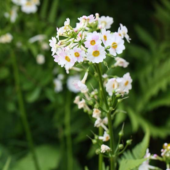 Promesse de Fleurs - Primevere candélabre - Primula japonica Alba Godet de 8/9 cm