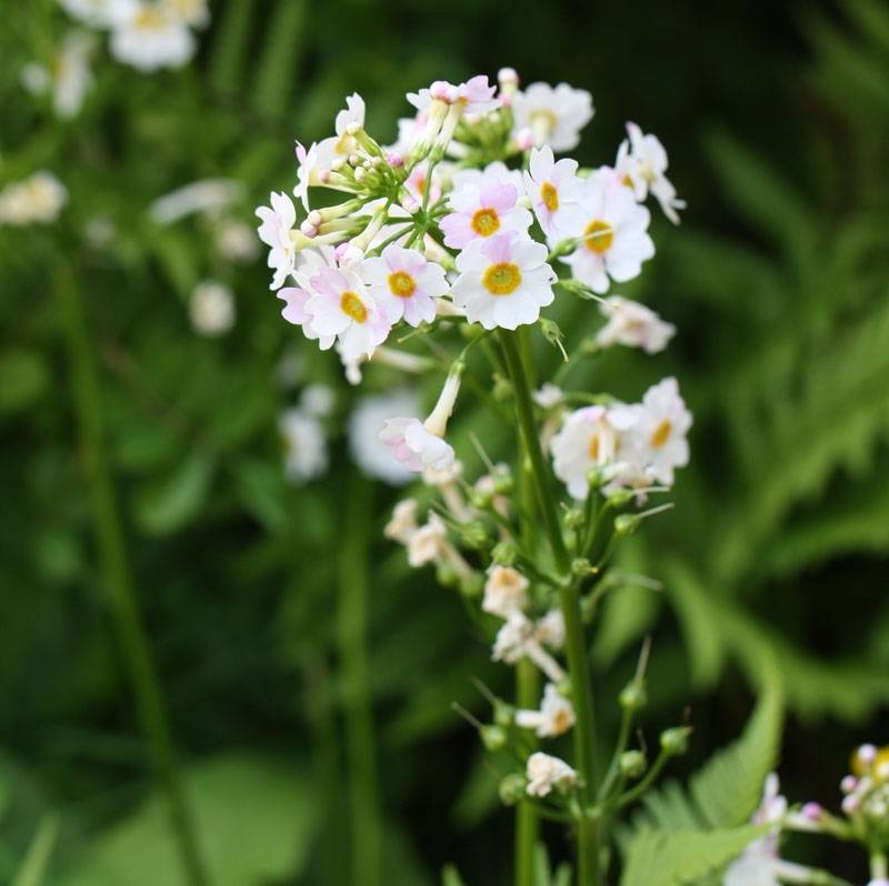 Promesse de Fleurs - Primevere candélabre - Primula japonica Alba Godet de 8/9 cm