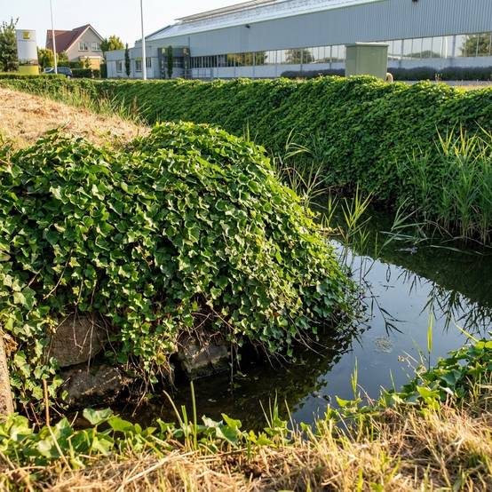 Hedera lierre mélangé 12 plantes P9 - couvre-sol bord de bassin ombre rustique - Image 2