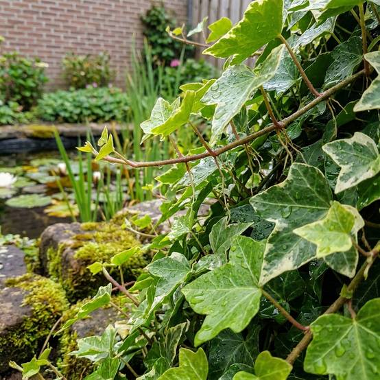 Hedera lierre mélangé 12 plantes P9 - couvre-sol bord de bassin ombre rustique - Image 3