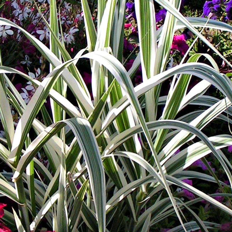 Arundo donax Variegata Versicolor - Canne de Provence Pot de 3L/4L