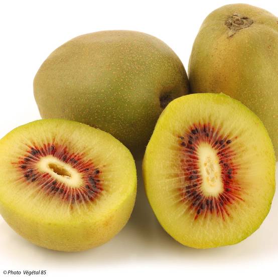 Promesse de Fleurs - Kiwi - Actinidia deliciosa Kiwi Wonder Pot de 3L/4L