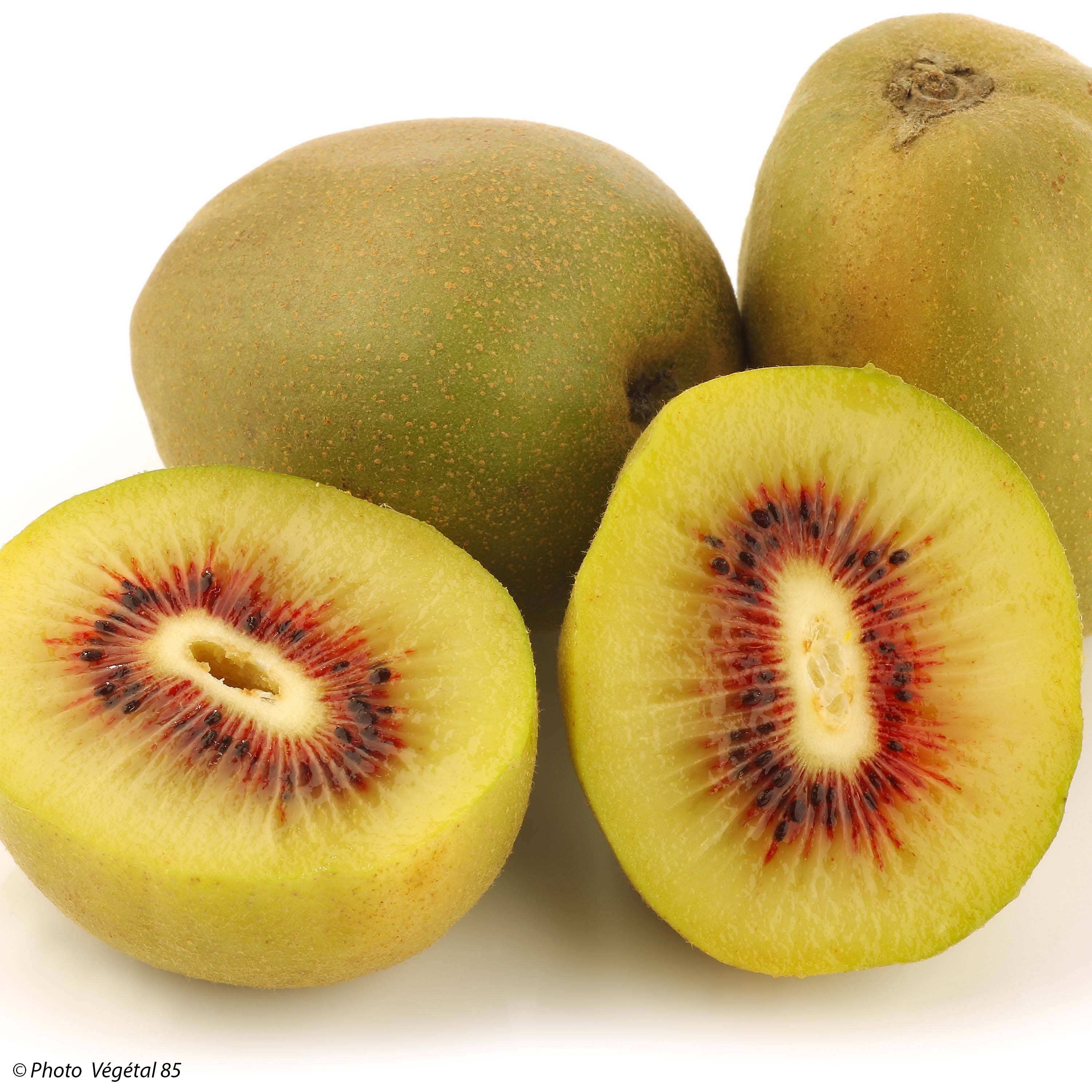 Promesse de Fleurs - Kiwi - Actinidia deliciosa Kiwi Wonder Pot de 3L/4L