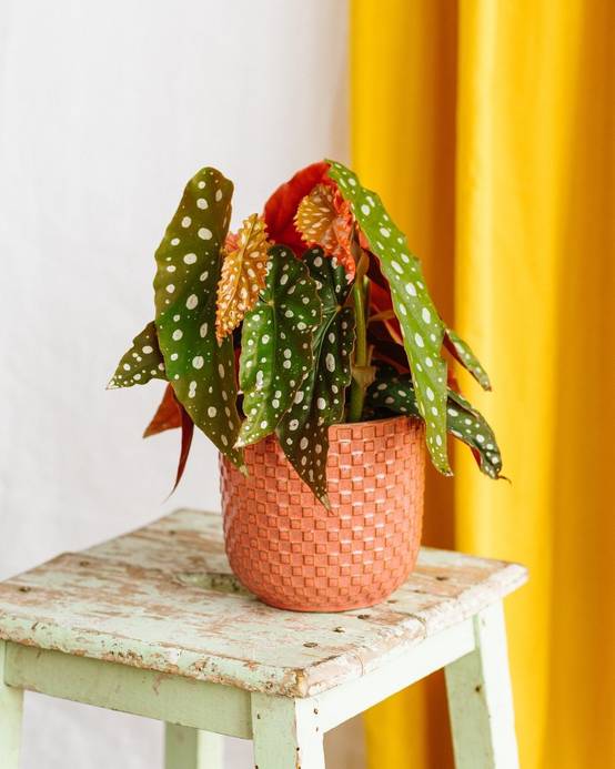 La Green Touch - Begonia Maculata 20cm - Plante d'intérieur- La Green Touch - Image 2