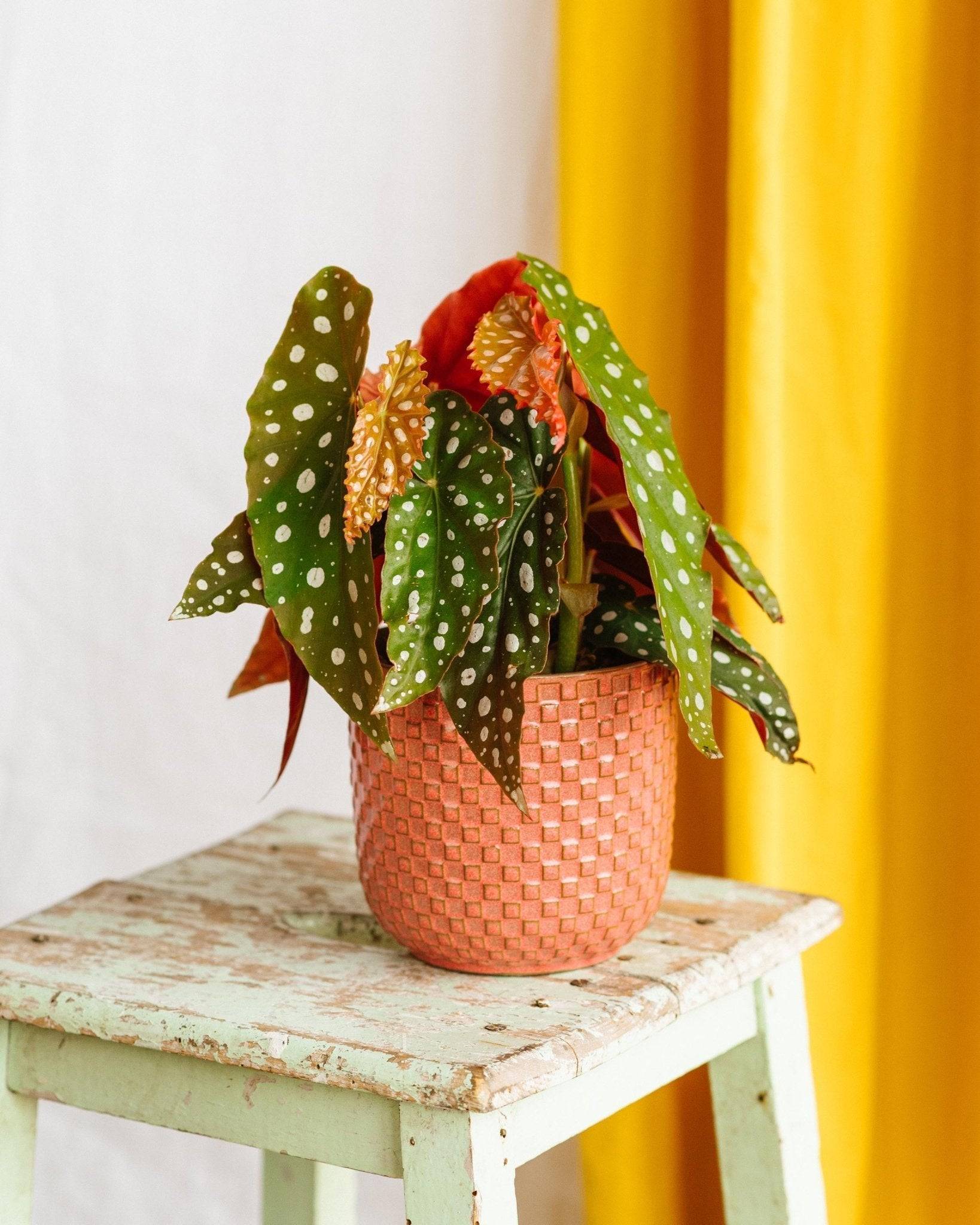 La Green Touch - Begonia Maculata 20cm - Plante d'intérieur- La Green Touch - Image 2
