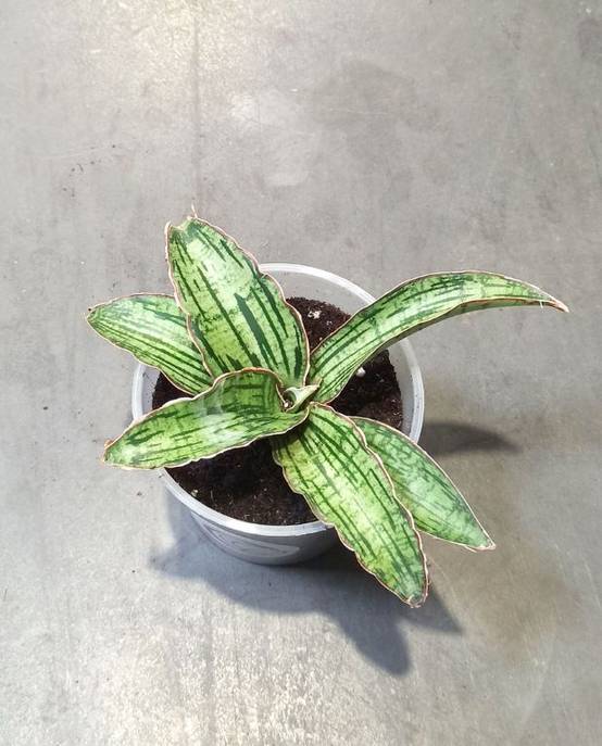 Sansevieria Kirkii Cleopatra D. 12cm H. 15cm - Plante d'intérieur - IndoorPoppies - Image 4