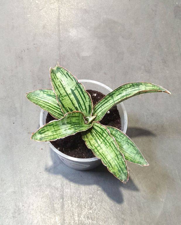 Sansevieria Kirkii Cleopatra D. 12cm H. 15cm - Plante d'intérieur - IndoorPoppies - Image 4