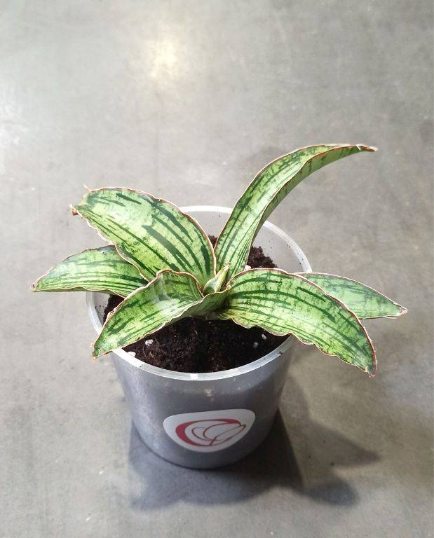 Sansevieria Kirkii Cleopatra D. 12cm H. 15cm - Plante d'intérieur - IndoorPoppies - Image 3