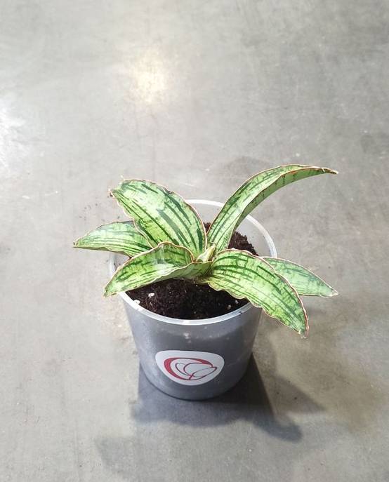 Sansevieria Kirkii Cleopatra D. 12cm H. 15cm - Plante d'intérieur - IndoorPoppies - Image 1