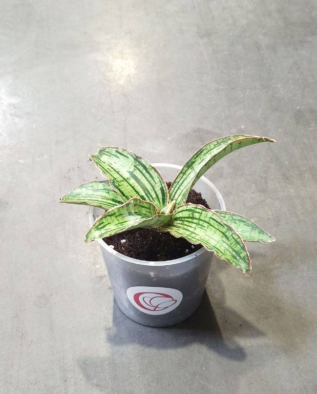 Sansevieria Kirkii Cleopatra D. 12cm H. 15cm - Plante d'intérieur - IndoorPoppies - Image 1
