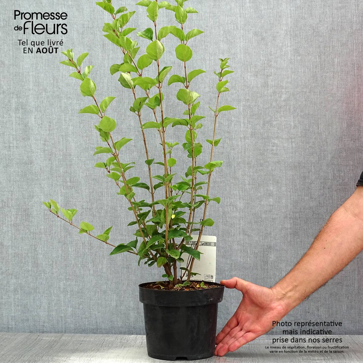 Lilas - Syringa Tinkerbelle Pot de 2L/3L - Image 2