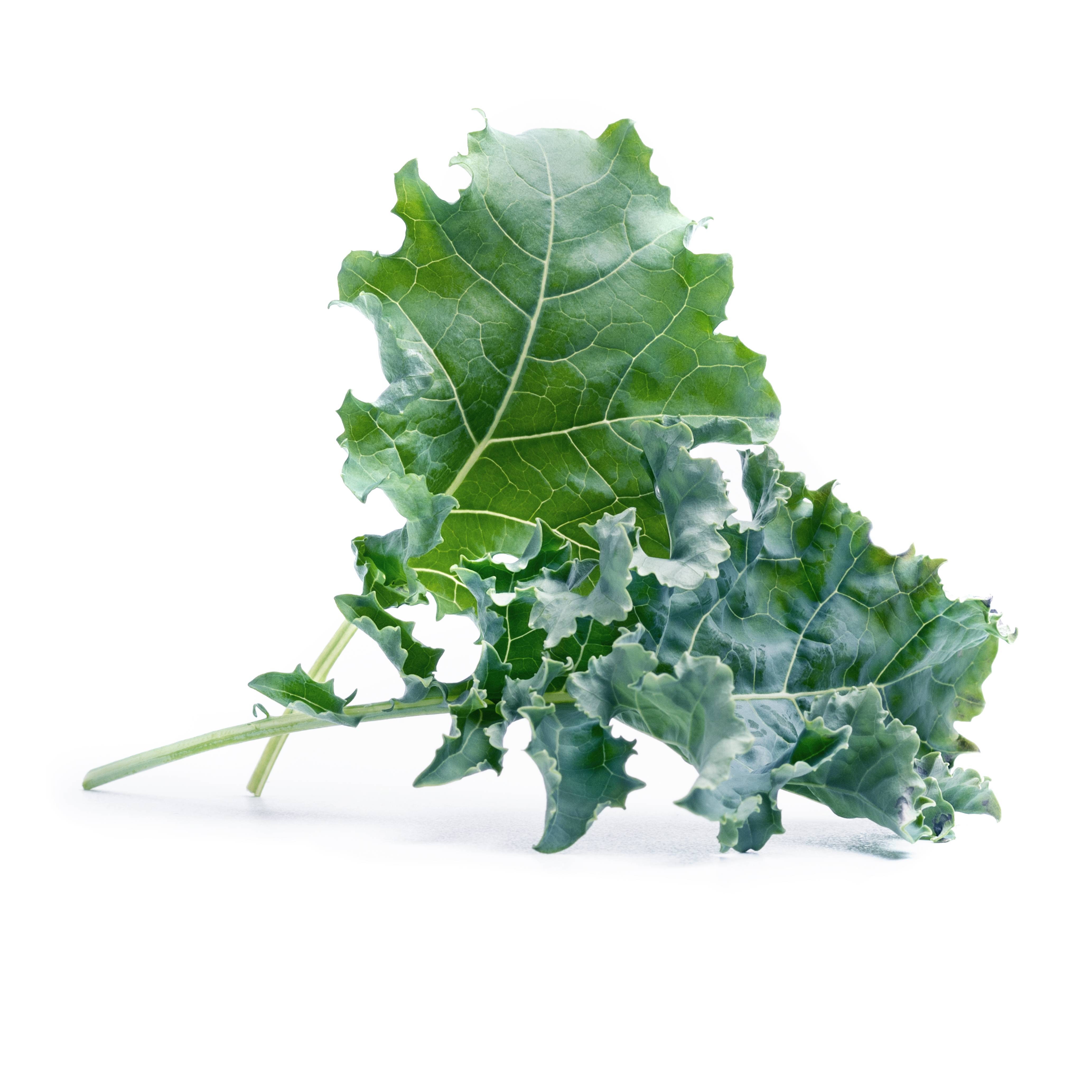 Veritable - Lingot Chou Kale BIO - Recharge prête à l'emploi - Véritable - Image 2
