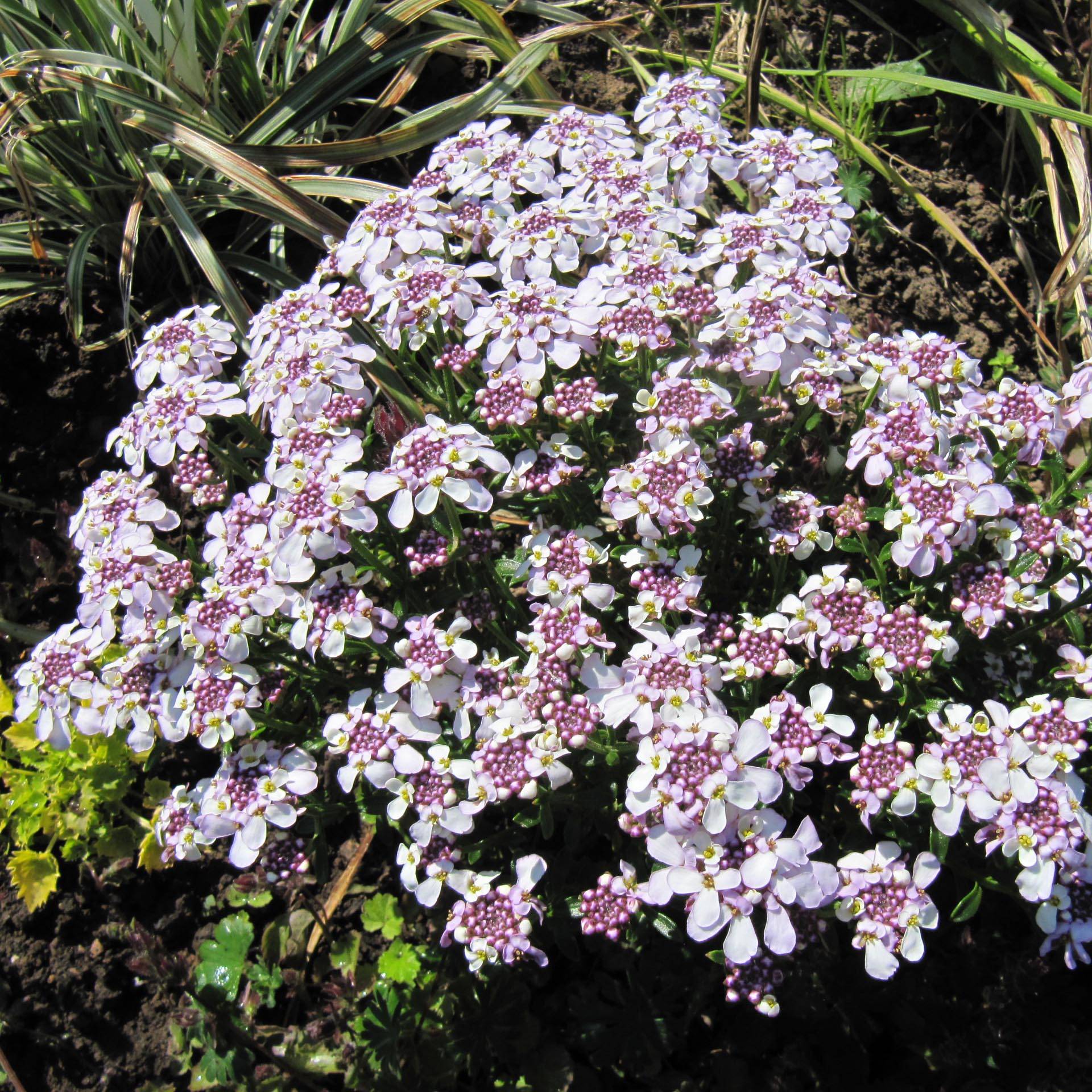 Iberis sempervirens Pink Ice® - Corbeille d'Argent Godet de 8/9 cm