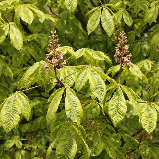 Promesse de Fleurs - Aesculus x carnea Marginata - Marronnier à fleurs rouges Pot de 7,5L/10L, Tige - Image 1