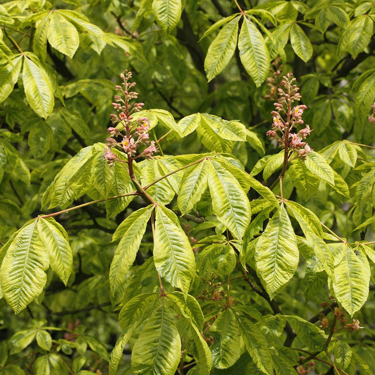 Promesse de Fleurs - Aesculus x carnea Marginata - Marronnier à fleurs rouges Pot de 7,5L/10L, Tige