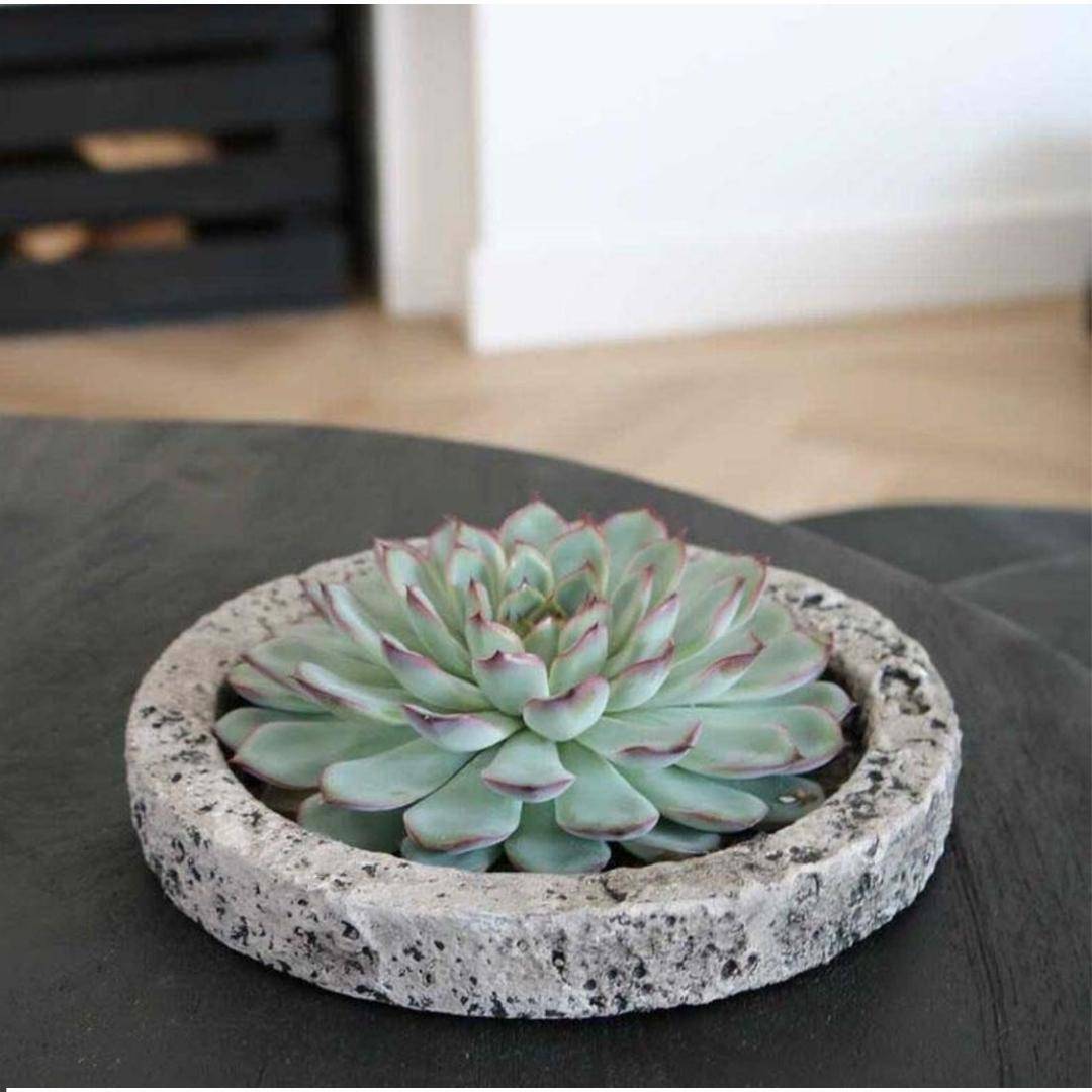Écheveria Lilacina Racine Nue en Coupe Céramique- La Green Touch - Image 6