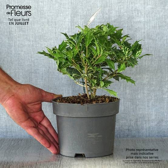 Osmanthus heterophyllus tricolor Pot de 2L/3L - Image 2